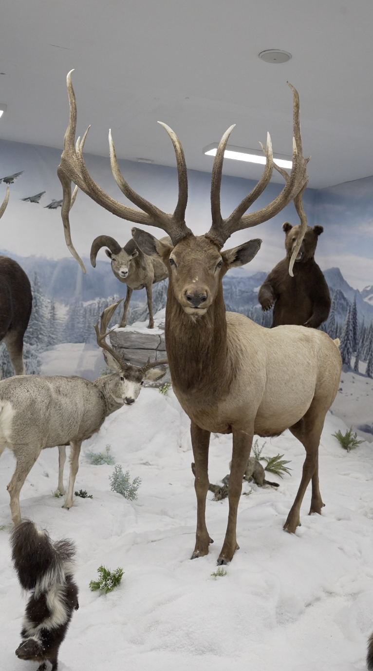 AMERICA DEL NORTE en el Museo de la Fauna Salvaje de Talavera